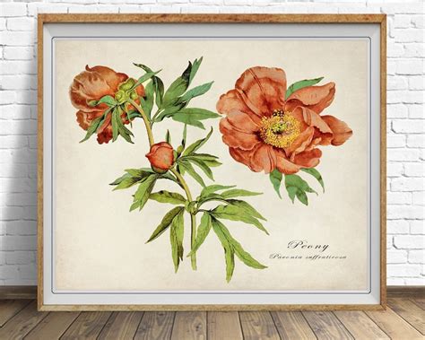 Peony Botanical Print Vintage Peony Print Flower Poster Etsy