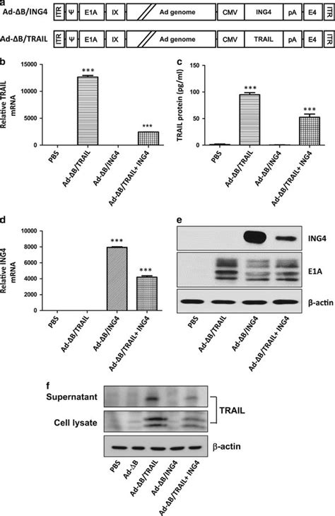 Validation Of TRAIL And ING4 Gene Expression In Human HCC Cells Treated