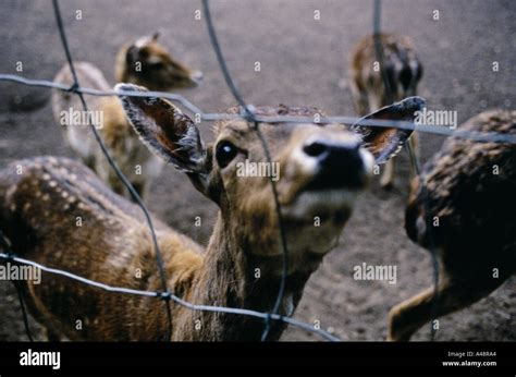 Deer In An Enclosure At Limburgse Zoo Genk Belgium Stock Photo Alamy