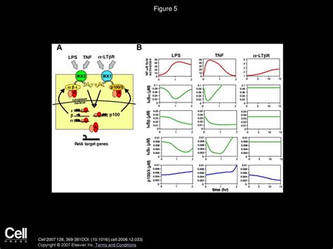 A Fourth IκB Protein within the NF κB Signaling Module ppt download