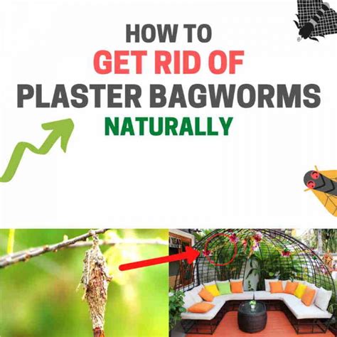 How to Get Rid of Plaster Bagworms Naturally (Home Remedies) | BugWiz