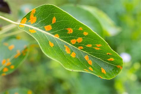 Rostpilze Im Garten Erkennen Und Bekämpfen MOOWY