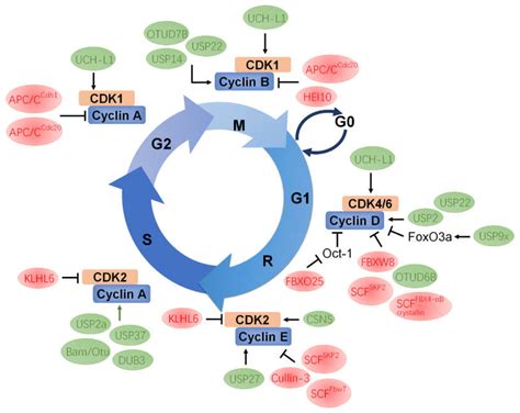 Ijms Free Full Text The Involvement Of Ubiquitination Machinery In