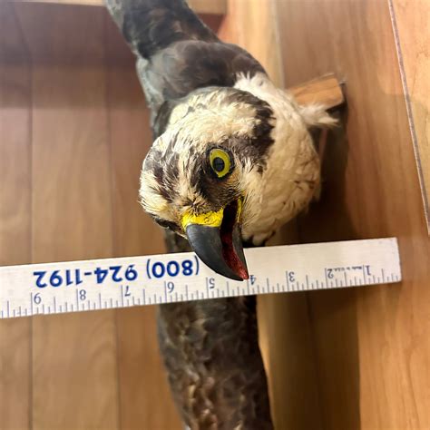 Taxidermy Ospry 57662
