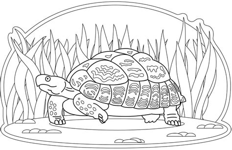 Tortuga Y Flores Para Colorear Imprimir E Dibujar Coloringonly Com