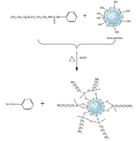 Schematic Of Stu Modified Silica Particles Download Scientific Diagram