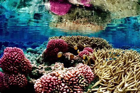 Free picture: colorful, underwater, landscape, coral, reef