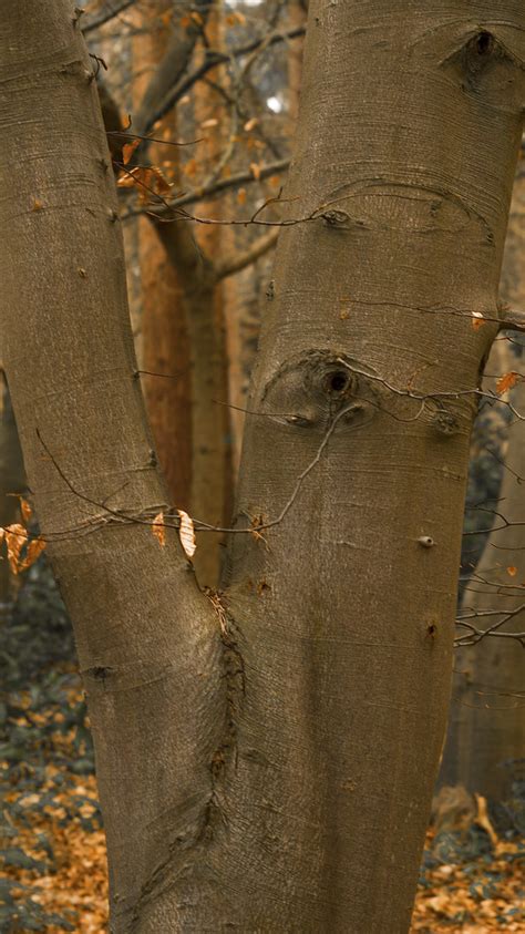 Flora Of Burton Woods Sony Dsc Ste Holland Flickr