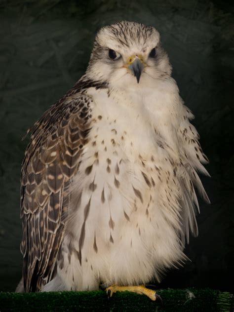 Nsbopc Gry Saker Falcon Falco Rusticolus Cherrug Grete