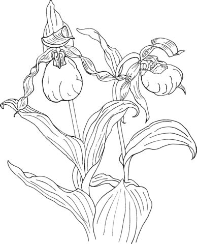 Coloriage Cypripedium calceolus ou sabot de Vénus Coloriages à