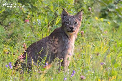 Video: Lynx Hunting Birds in Manitoba - Travel For Wildlife