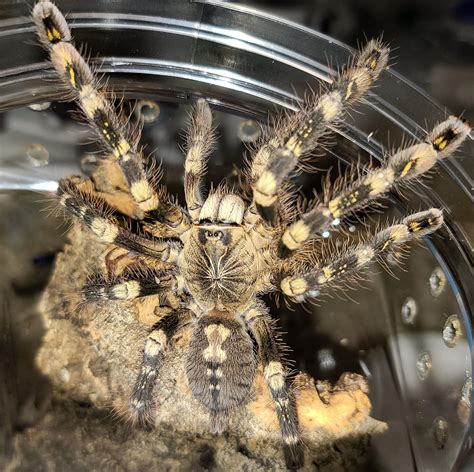 Poecilotheria Subfusca Highland 01 Rtarantulas