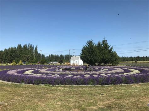 Rain Shadow Lavender Farm Hipcamp In Sequim Washington