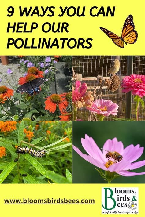 How Can You Help Our Pollinators Plant The Right Plants Create