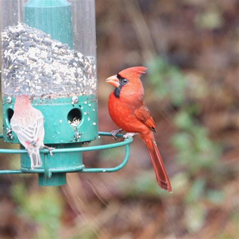 Kentucky State Bird - Bird Watching Academy