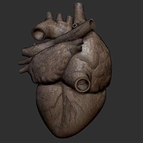 Printable Accurate Human Heart 3D Model 3D Printable OBJ STL CGTrader