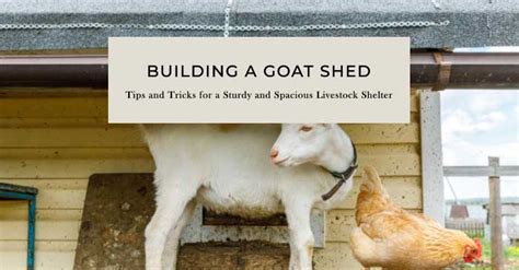 Innovative Goat Shed Ideas For Your Farmstead