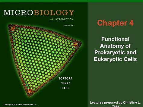 Chapter Functional Anatomy Of Prokaryotic And Eukaryotic