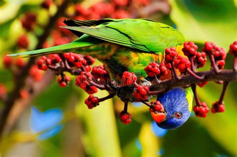 Rainbow Lorikeet Eating Berries Stock Image - Image of feed, colorful ...