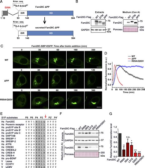 Proteolytic Processing Of Secretory Pathway Kinase Fam20C By Site 1