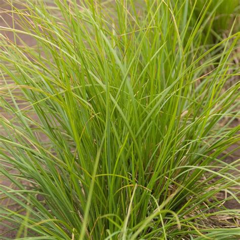 Sesleria Autumnalis From NVK Nurseries