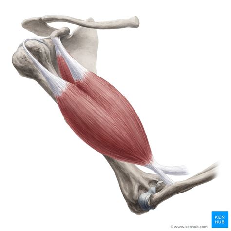 Biceps Brachii Muscle Origin Insertion Action Kenhub