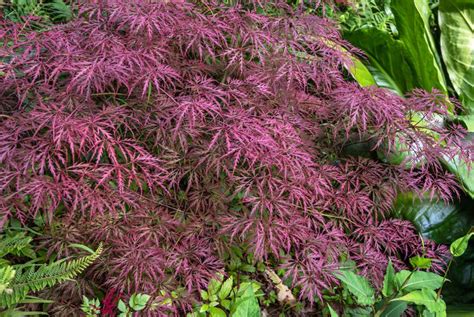 How To Grow And Care For Crimson Queen Japanese Maples