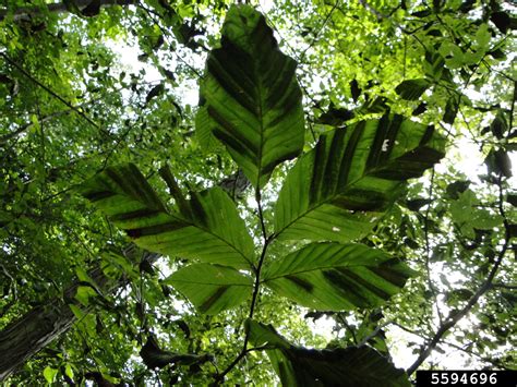 Beech Leaf Disease Litylenchus Crenatae Mccannii