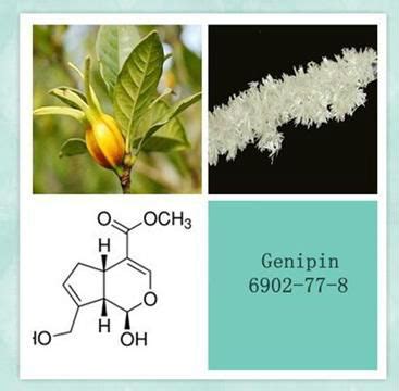 Fructus Gardeniae Extract Gardenia Jasminoides Ellis Extract Natural