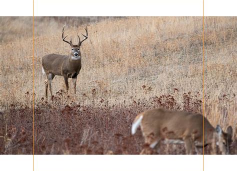 HuntStand Deer Hunting Success Milled