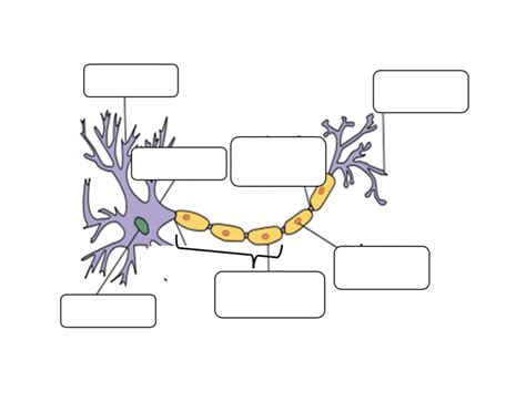 The Neuron Cell Labeling Quiz