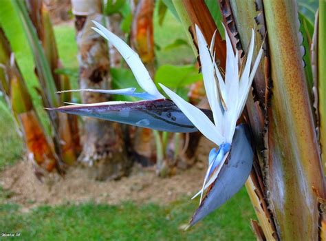 Image De Oiseau Oiseau Du Paradis Plante Entretien