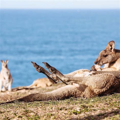 Kangaroo Sucking It S Weird Furry Dick Album On Imgur