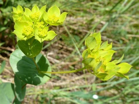 Rundbl Ttriges Hasenohr Bupleurum Rotundifolium Rundbl T Flickr