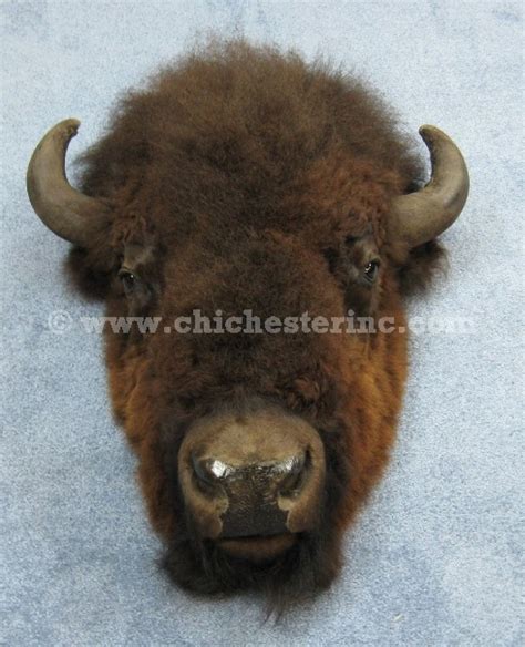 Buffalo Head Mount or Taxidermy Buffalo