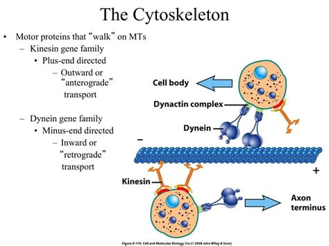 Ppt The Cytoskeleton Powerpoint Presentation Free Download Id3340914