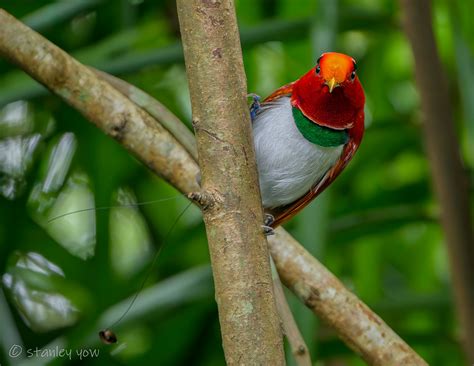 'Angry bird'-looking King bird-of-paradise makes surprise appearance in