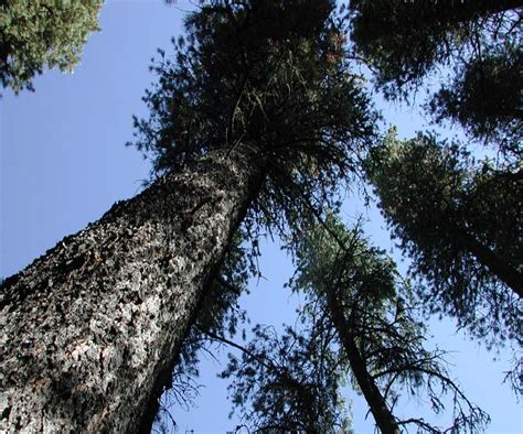 Saskatchewan And Alberta Renew Agreement To Battle Mountain Pine Beetle