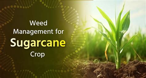 Weed Management For Sugarcane Crop