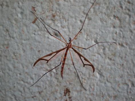 Giant Eastern Crane Fly Pedicia Bugguidenet