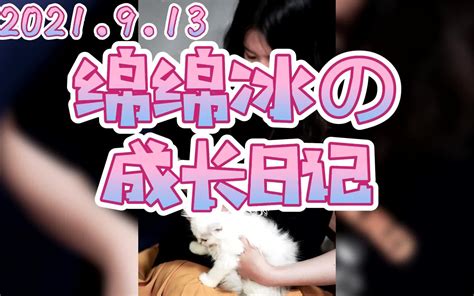 【养猫日记】day1接小猫绵绵冰回家 哔哩哔哩 Bilibili