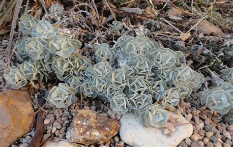 Eriogonum Saxatile North American Rock Garden Society