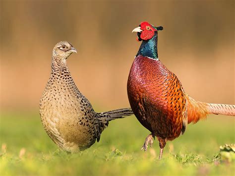 Pheasant Bird Facts (Phasianus colchicus) | Bird Fact