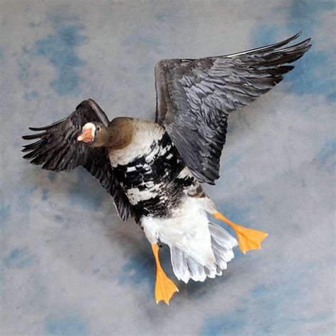 Home Whistling Wings Avian Taxidermy