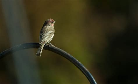 Birds That Look Like Sparrows Meet The Lookalikes