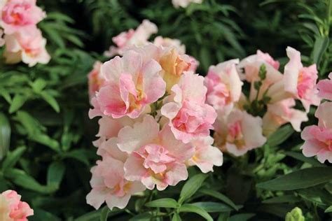 How To Grow And Care For Snapdragon Flowers Hgtv