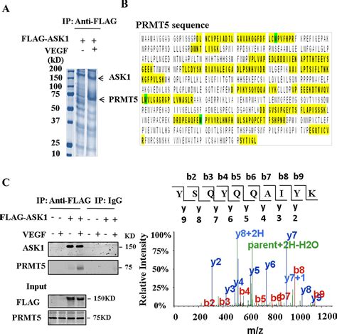 Cross Talk Between Arg Methylation And Ser Phosphorylation Modulates