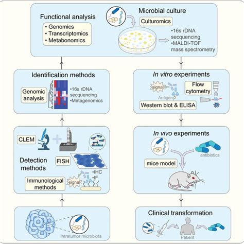 History Of Intratumor Microbiota Major Breakthroughs From Studies On