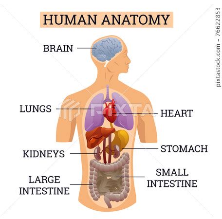 Internal Organs Of Human Body Medical Info Stock Illustration