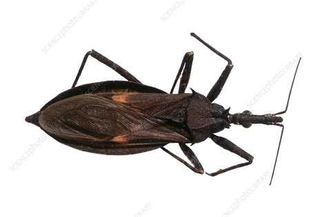 Triatomine bug - Stock Image - C016/5637 - Science Photo Library